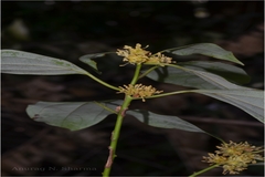 Neolitsea cassia